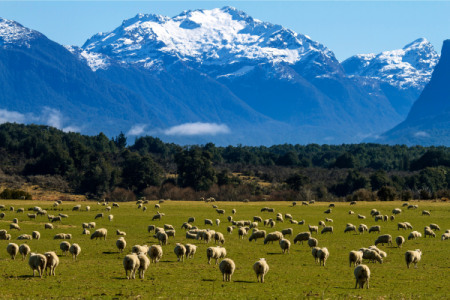Magnificent New Zealand