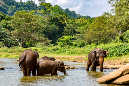 Samaara Promo Package Srilanka