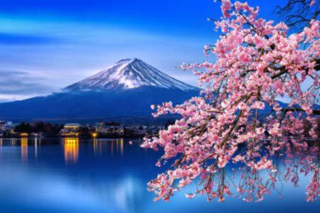 Best of Japan Cherry Blossom
