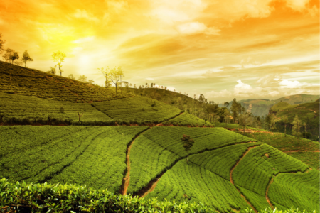 Munnar Getaway