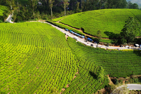 Enchanting Munnar