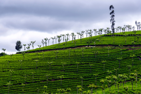 Ooty Getaway